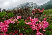 30 Rododendro irsuto (Rhododendron hirsutum)
